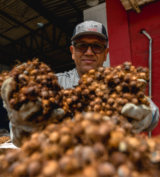 Empresa transforma caroço de açaí em fonte de energia renovável no Pará