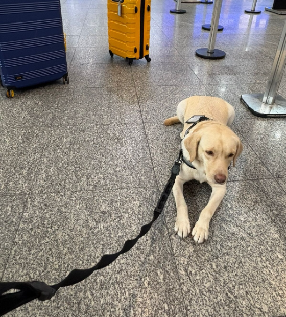 Voo é cancelado após empresa não cumprir liminar para transportar cachorro
