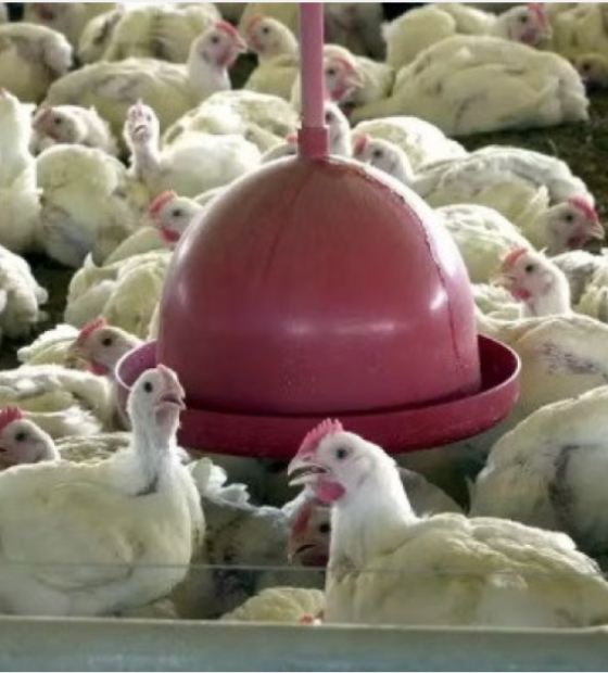 Exportações de carne de frango de todo o país estão suspensas para 24 mercados