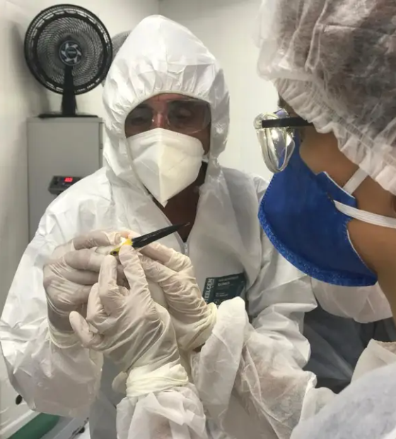 Pará declara estado de emergência zoossanitária preventiva contra gripe aviária 