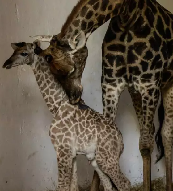 Público vai escolher nome de bebê girafa ameaçado de extinção nascido no Zoo de SP