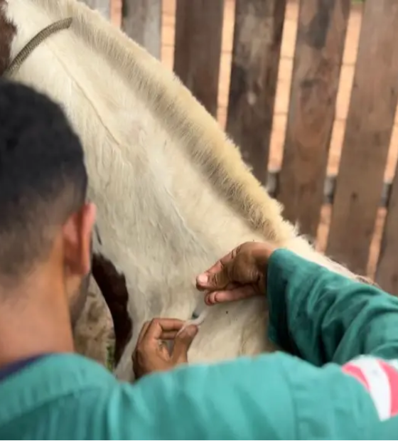 Raiva: rebanhos de cinco espécies animais devem ser vacinados em municípios onde é obrigatória a vacinação