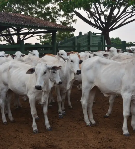 Governo prorroga prazo para atualizar cadastro de animais de produção no Pará