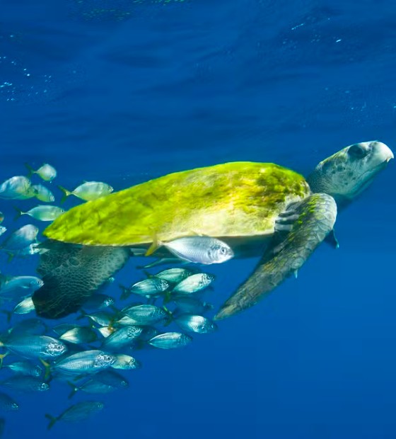 Proteção a oceanos entra no debate das metas do clima às vésperas da COP30