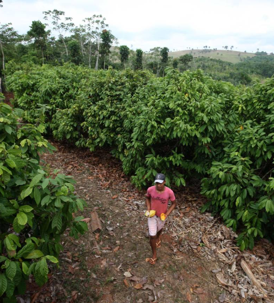 COP30: agricultura regenerativa pode gerar até 100 bilhões de dólares só no Cerrado