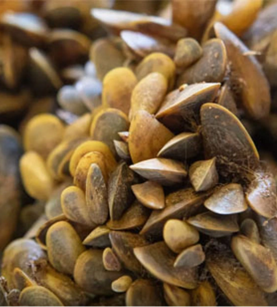 Ibama orienta o combate do mexilhão-dourado: espécie invasora que chegou ao Pará