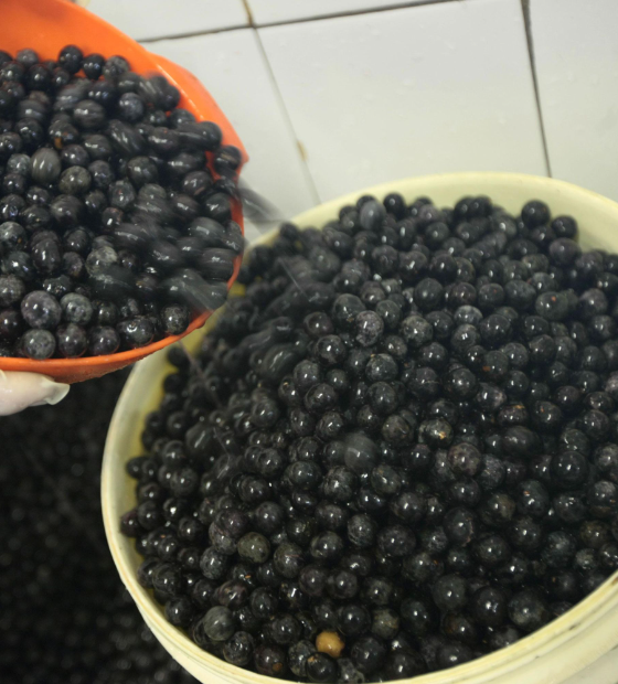 Mesa Executiva define ações para consolidar a liderança global do açaí