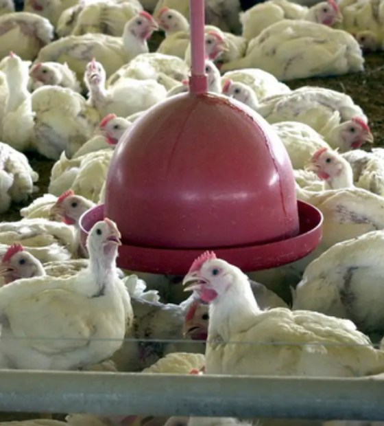 Gripe aviária: OMSA confirma encerramento de caso em granja comercial no Brasil