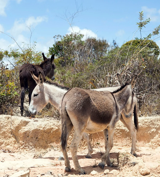 Seminário internacional debate práticas ilegais no comércio de peles de jumentos para China