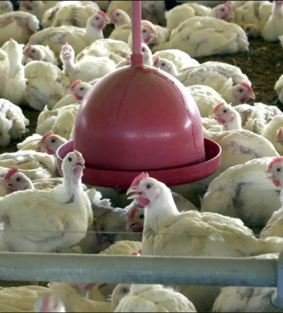 Gripe aviária: 17 países retomam importação de frango brasileiro