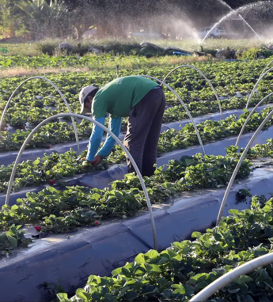 Lula: plano Safra será o maior da história pelo terceiro ano seguido