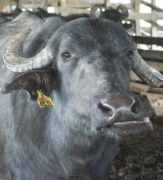 Maior produtor de búfalo do Brasil, Pará terá torneios leiteiros em julho, no Marajó