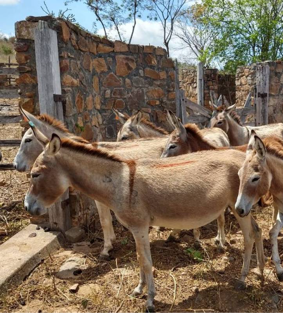 Cientistas declaram emergência por risco de extinção do jumento nordestino
