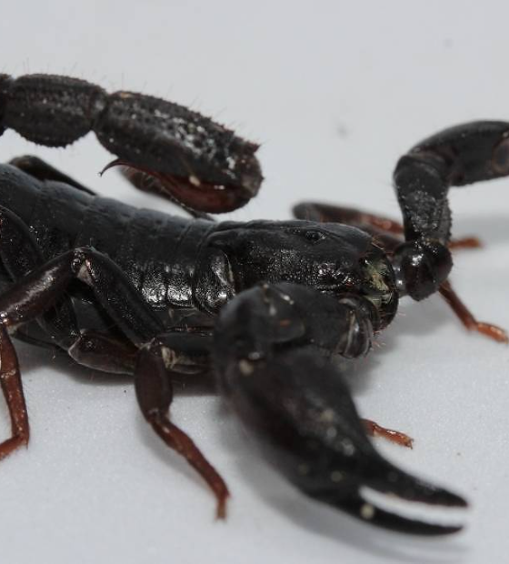 Toxina de escorpião da Amazônia é capaz de matar células de câncer de mama