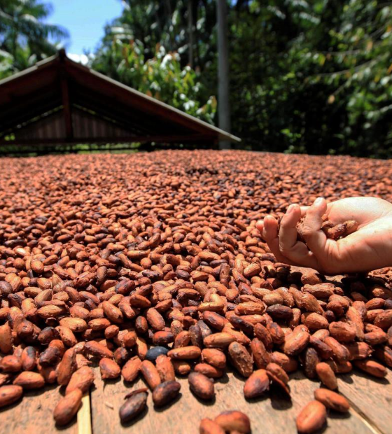 Mesmo com alta do cacau, brasileiros mantêm média de consumo de chocolate