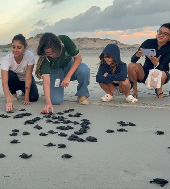 Evento marca soltura de filhotes de tartaruga-oliva na Praia do Atalaia