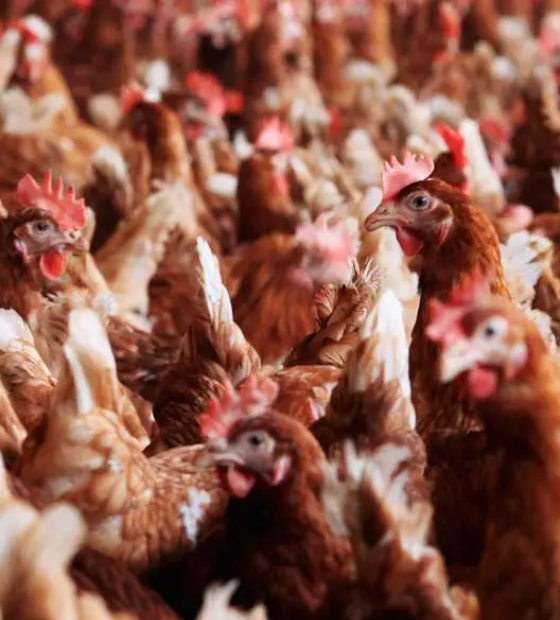 Gripe aviária: África do Sul e Cingapura retomam importação de frango brasileiro