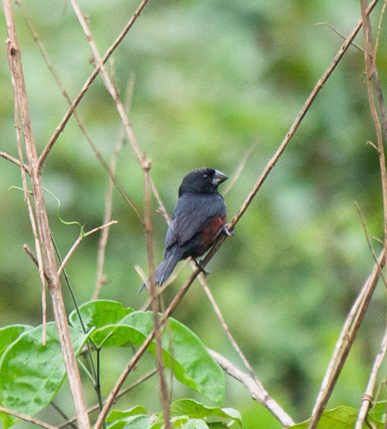 Corredores ecológicos reforçam compromisso ambiental na Amazônia