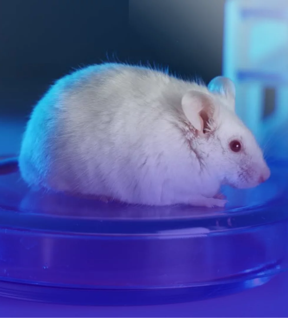 Entidades de defesa dos animais comemoram proibição de testes cosméticos em vertebrados vivos