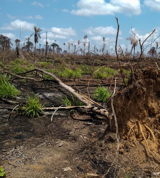 Desmatamento cresce 27% na Amazônia no 1º semestre e cai 10% no cerrado