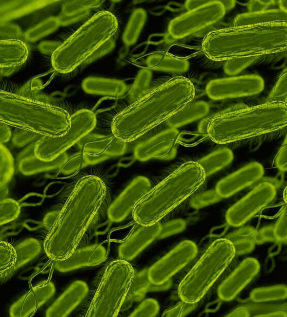 Paciente nos EUA morre com bactéria da 'Grande Peste' da Idade Média