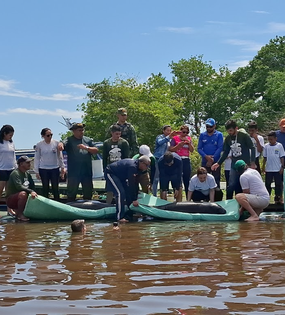 Instituto Bicho D’água participa da soltura de peixes-boi em Santarém