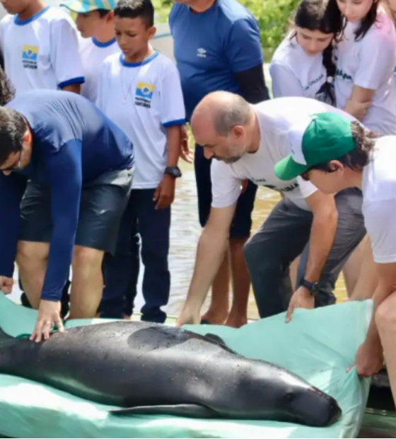 Peixes-boi reabilitados retornam à natureza com apoio da Semas no oeste do Pará