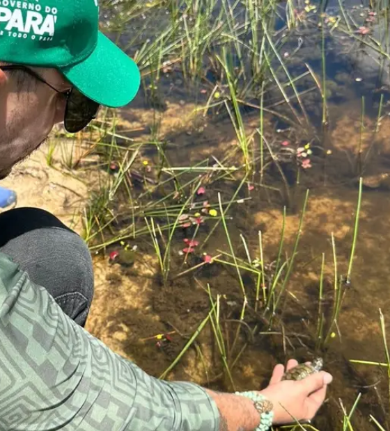 Em Salvaterra, 140 quelônios são devolvidos à natureza após geração em cativeiro