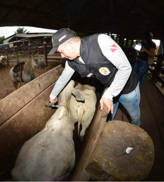 Governo alerta para o encerramento do prazo para vacinação obrigatória contra a raiva