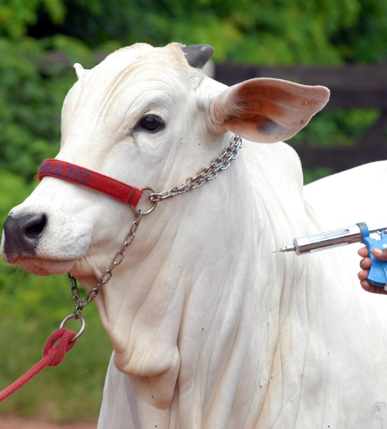 Pará recebe certificado internacional de área livre de febre aftosa sem vacinação