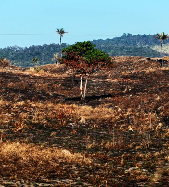 Desmatamento cresce na Amazônia, mas cai no Cerrado e no Pantanal, segundo Deter