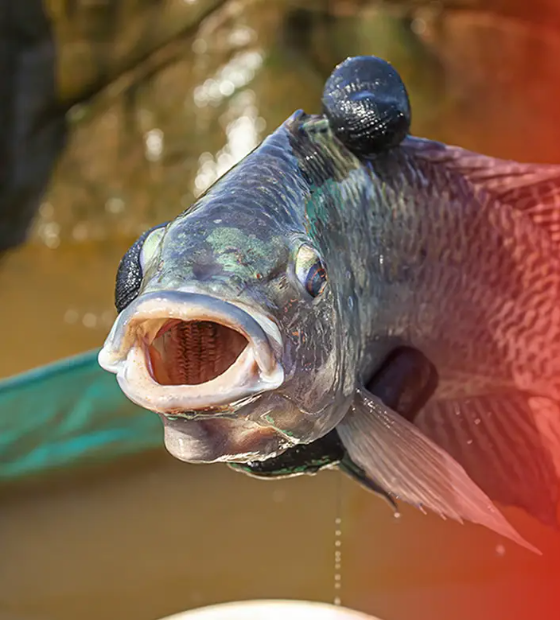 Ao autorizar a importação de tilápia do Vietnã, de qualidade duvidosa, governo escolhe exportar empregos