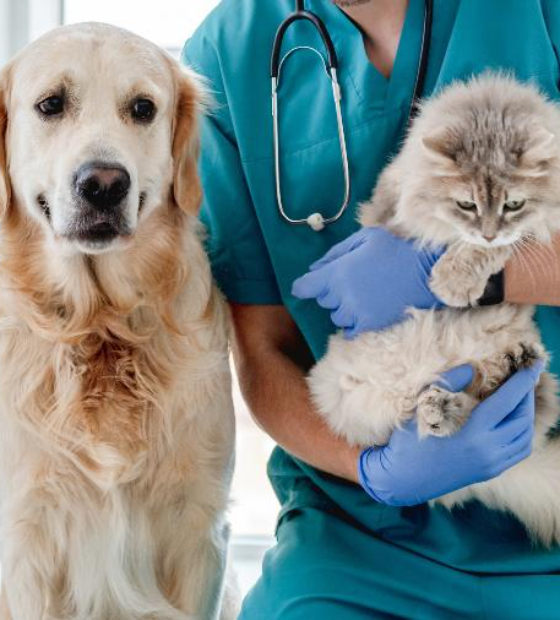 Petz supera testes e passa a vender planos de saúde para animais na internet