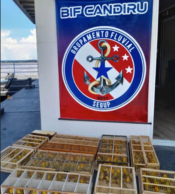 Fiscalização da Base Candiru prende dois homens com 225 pássaros silvestres