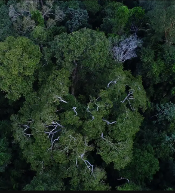 Países amazônicos defenderão fundo para preservar florestas
