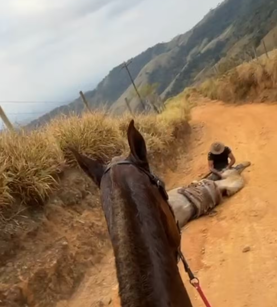 Cavalo morre após ter as 4 patas arrancadas com uso de facão; polícia investiga