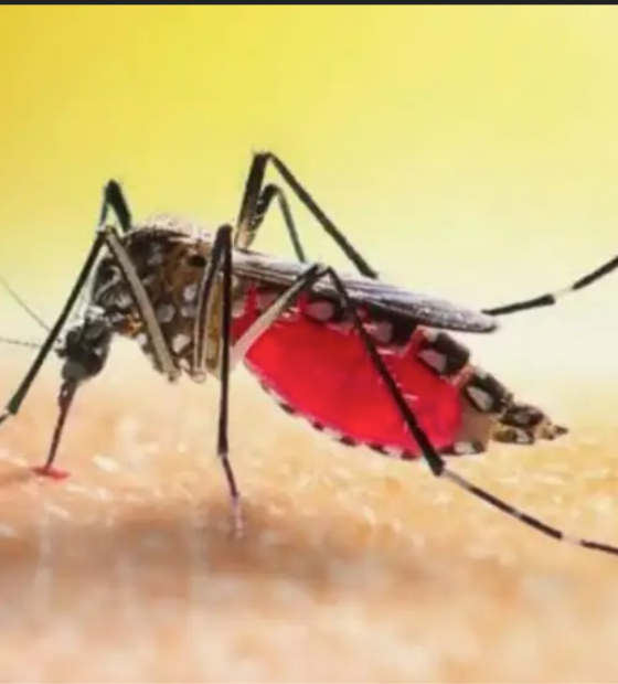 Secretaria de Estado de Saúde Pública (Sespa) reforça medidas de combate ao Aedes aegypti 