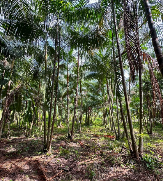 Sistemas agroflorestais da Amazônia atuam no combate às mudanças climáticas