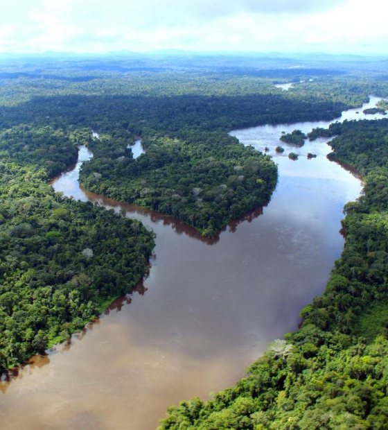 BNDES lança Floresta Viva 2, que prevê R$ 100 mi para restauração e preservação de biomas
