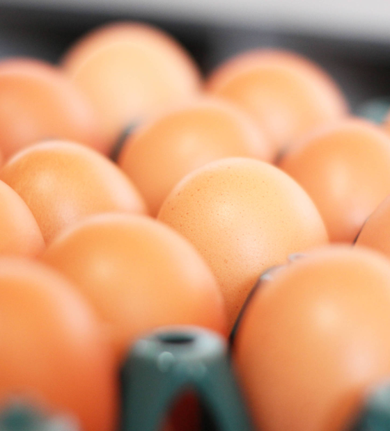 Entenda qual é a melhor maneira de armazenar e higienizar ovos