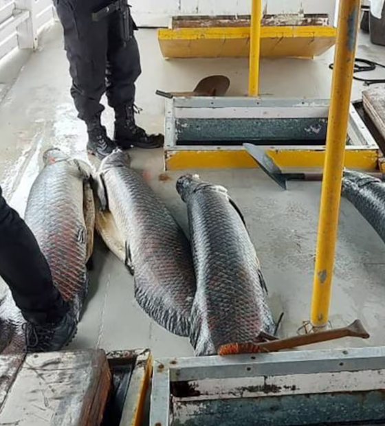 Facções na Amazônia usam até cargas de pirarucu para esconder droga