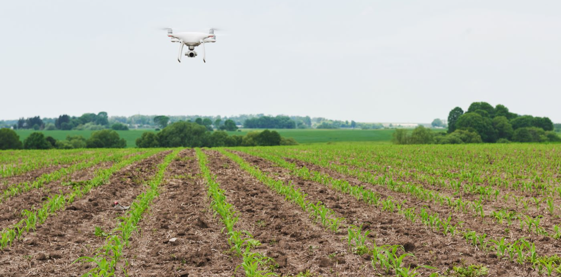 Em Dom Eliseu, moradores denunciam ao MP o uso de agrotóxicos em áreas urbanas