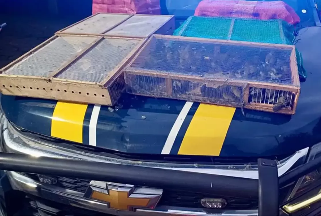Homem é preso com mais de mil aves silvestres; 180 morreram