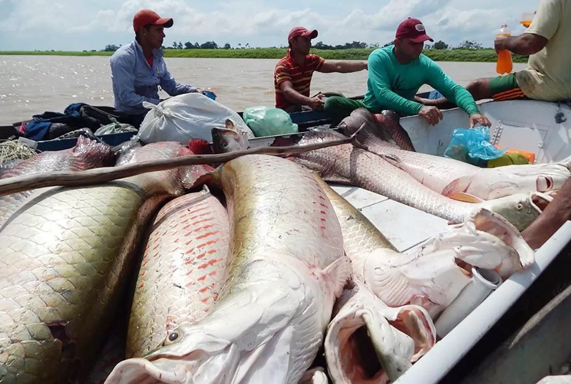 Pirarucu selvagem ganha destaque em festival gastronômico que chega a Belém