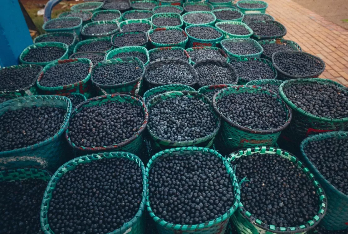 Alepa propõe plano de ação para enfrentar crise da cadeia produtiva do açaí no Pará