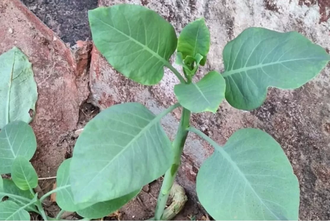 Família é internada em estado grave após ingerir planta tóxica que foi confundida com couve