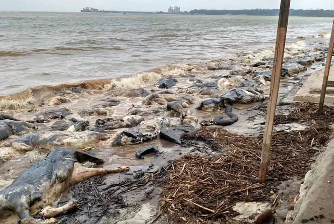 Caso Haidar põe TJ no centro da disputa ambiental e política do Pará após 10 anos
