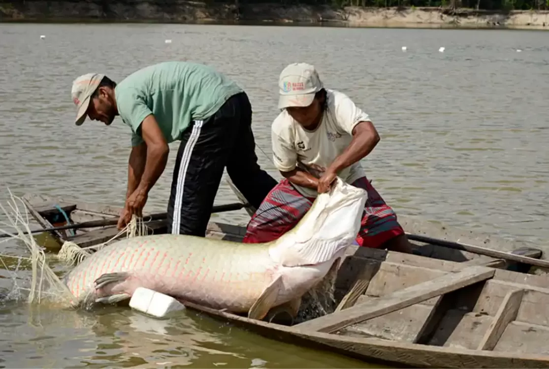 Pesquisa inédita com genoma protege espécies de peixes da Amazônia