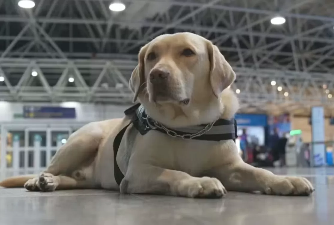 Justiça condena TAP a pagar R$ 60 mil por barrar cão de serviço em voo