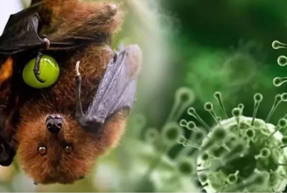 Vírus Nipah: Ministério diz que risco é baixo e que doença não ameaça o Brasil